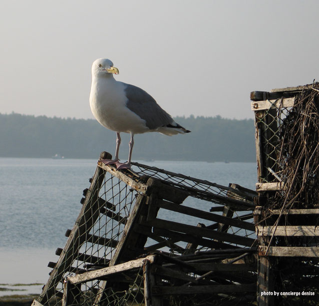 Harpswell in season