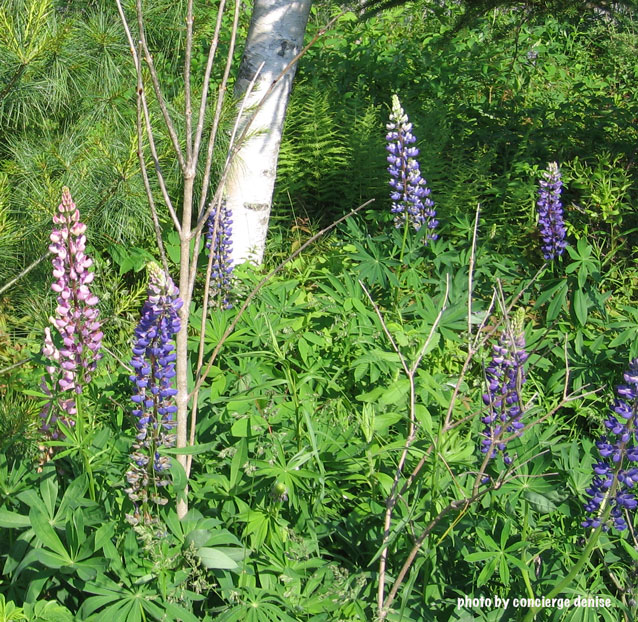Harpswell in season